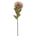 Leucospermum 73 cm - hnědá